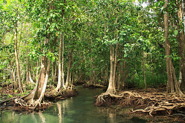 Mangrove forest stock photo