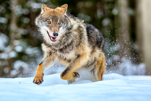 European wolf Canis Lupus running in natural habitat. Wild life. Timber wolf in snowy winter forest