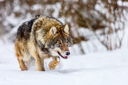 European wolf Canis Lupus in natural habitat. Wild life. Timber wolf in snowy winter forest