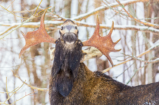 Male elk with antlers in winter forest