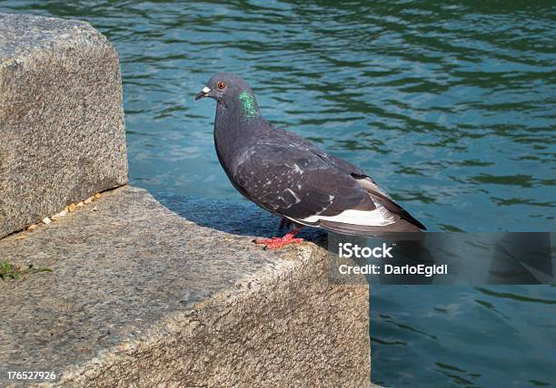 Animali Di Uccello Di Piccione - Fotografie stock e altre immagini di Ambientazione esterna - Ambientazione esterna, Animale, Colombaccio