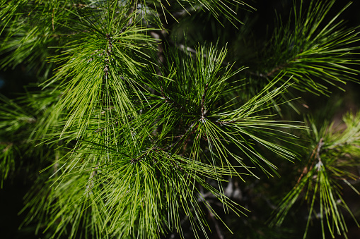 Fluffy branches of green pine tree. . Close-up. Selective focus.