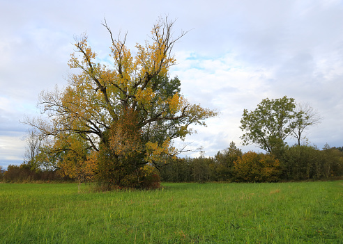 Multi colored aspen tree in autumn.
