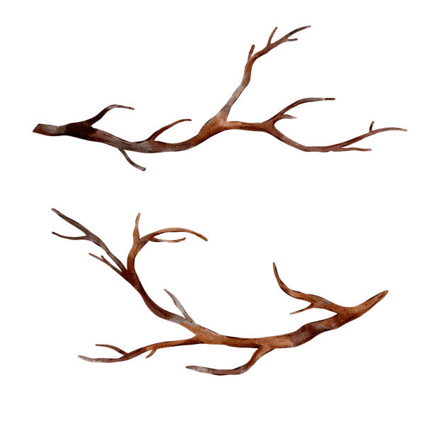 istock Sketch of branch tree, brown color isolated on white background. Digital watercolor illustration 1765284070