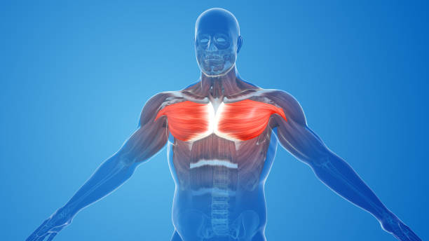 Chest Pectoralis Major and Minor Muscles ripl fitness