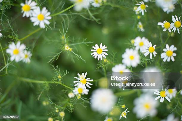 Roman Camomilla - Fotografie stock e altre immagini di Bianco - Bianco, Capolino, Close-up