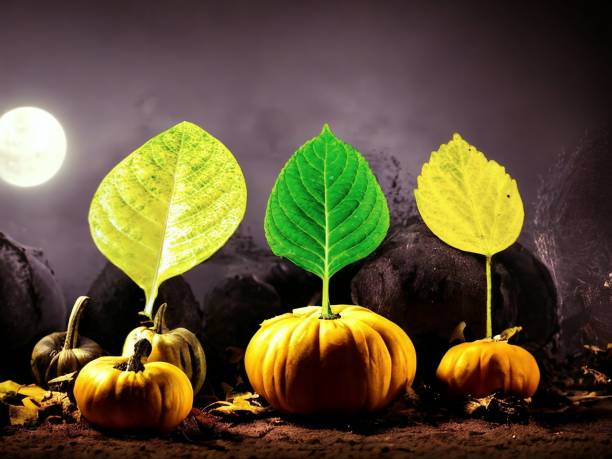 Jack o lantern stock photo