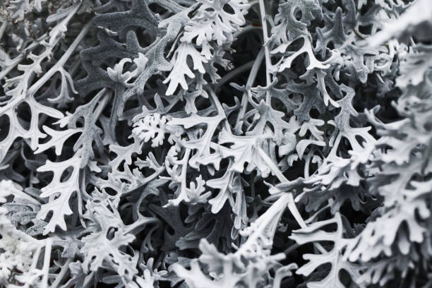 Christmas nature texture. Frozen look design.