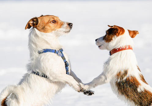 Pair of Jack Russell Terrier dogs playing on snow.
