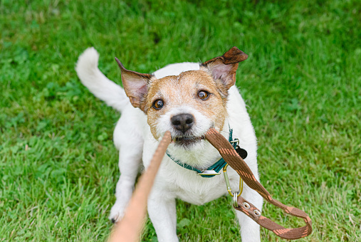 Jack Russell Terrier dog biting long training leash