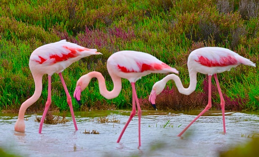 The Camargue National Park aree brackish marshlands that run along the Mediterranean coast . It is the home to many wild pink flamingos.