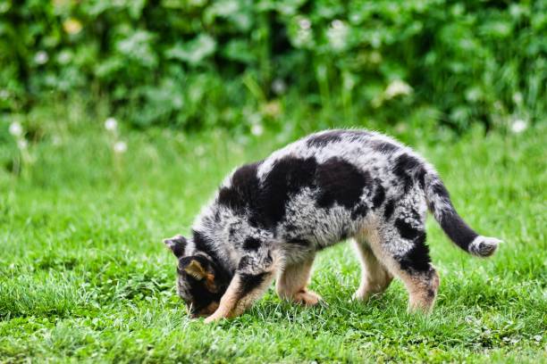 istock dog on grass, photo as a background , australian german shepard sheperd dog 1765298566