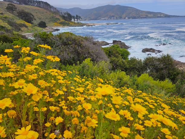 istock Beautiful flowers looking the sea 1765299643
