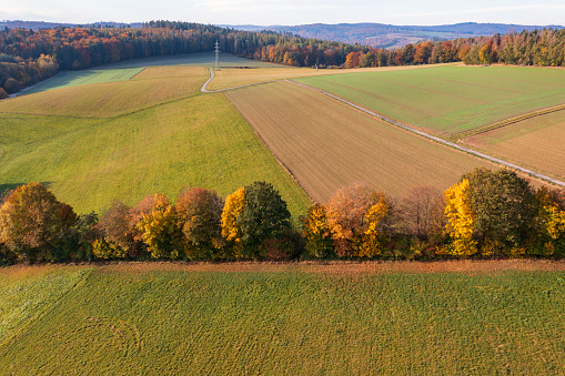Colorfully colored deciduous trees on a field edge in Taunus/Germany in autumn