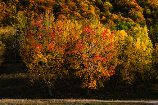 Beech and Scots pine forest in the Irati Forest with the colors of autumn. Navarre. Spain