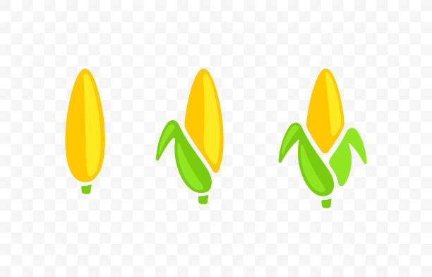 ilustrações, clipart, desenhos animados e ícones de espiga de milho, milho, sabugo de milho, milho, alimentos e farelo, design gráfico. sabugo, milho doce, planta, vegetais, agricultura e agricultura, design vetorial e ilustração - corn corn crop corn on the cob food