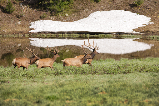 Four bull elk - Cervus canadensis - in velvet covered antlers walk in a line through an open meadow.  The elk are positioned at center left of frame in a horizontal composition.  The bottom half of the frame is green grass, the top half is a background pond and snow bank on a wilderness slope.