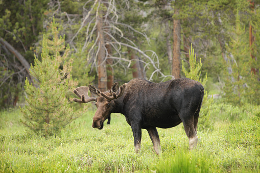 A bull moose in velvet antlers stands in profile with his head toward the camera, close-up, in a forest meadow.  The entire backdrop for this horizontal frame is forest greenery, with the moose standing in tall meadow grass.