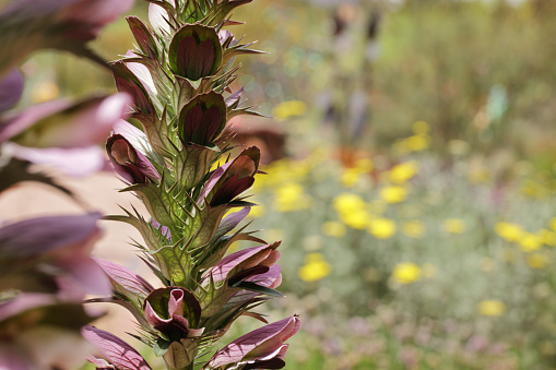 A portion of a single stalk of bear's breeches flowering plant - Acanthus mollis - stands close-up left of center frame in a horizontal composition that includes de-focused yellow garden flowers in the background.