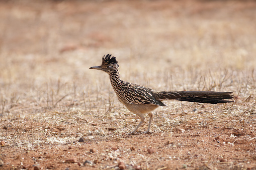 A single roadrunner bird - Geococcyx californianus - stands in profile close-up on desert ground, centered in a horizontal frame, facing left with its crest up and tail extended.