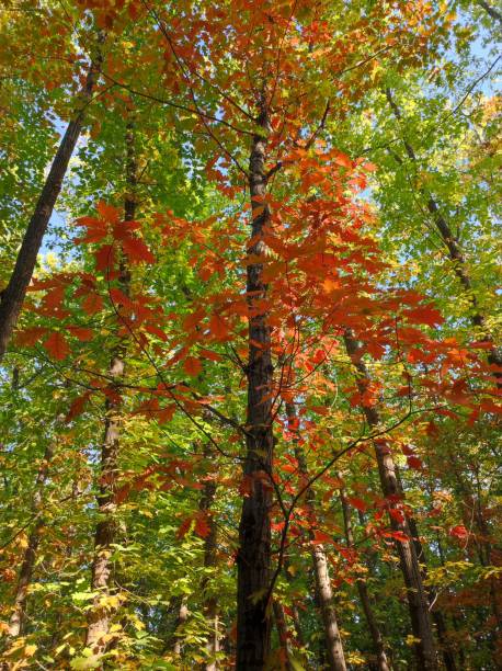 istock Autumn forest of green oak trees, single brown oak tree 1765316420