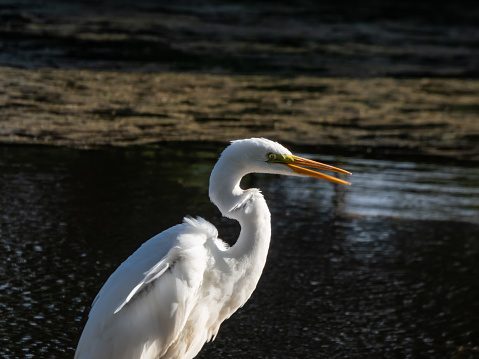 Great Egret (Ardea alba) in a Salt Marsh. Parker River National Wildlife Refuge, Massachusetts