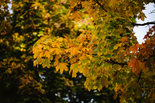 Autumn Orange Leaves