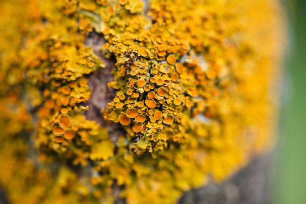 Lichen, Fungus, Macrophotography, Extreme Close-Up
