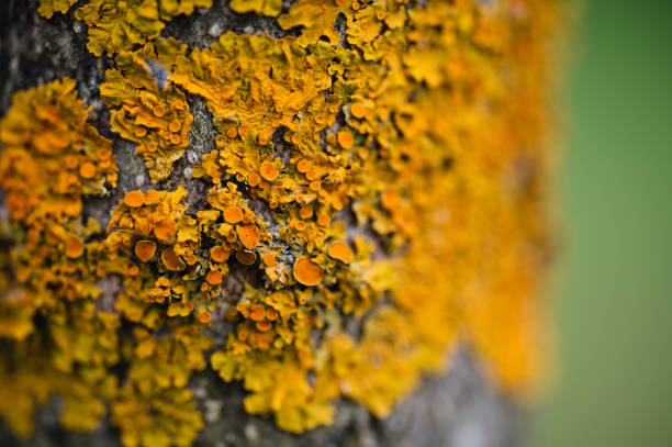 istock Close up of lichen 1765319283