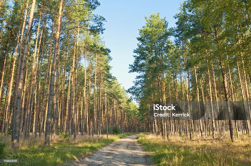 sandy Fahrt durch Pine forest - Lizenzfrei Ausgedörrt Stock-Foto