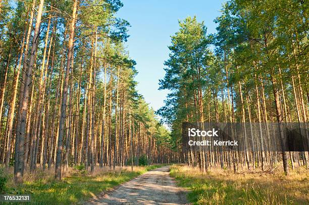 Sandy Fahrt Durch Pine Forest Stockfoto und mehr Bilder von Ausgedörrt - Ausgedörrt, Land Brandenburg, Wald