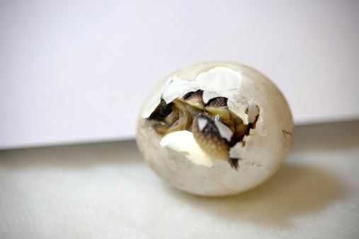 small baby tortoise hatching from an egg.