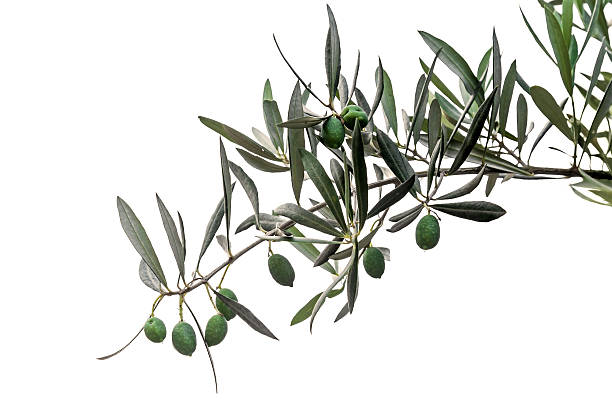 istock Green olives on branch isolated 176532468