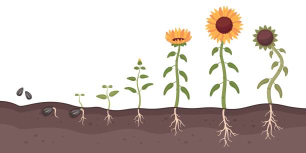 istock Sunflower growth process. Cartoon oilseed culture. Development and maturation stages. Farm plant life cycle. Seed germination. Flower growing. Sprout cultivation. Recent vector concept 1765325487