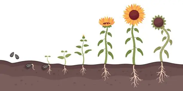 Vector illustration of Sunflower growth process. Cartoon oilseed culture. Development and maturation stages. Farm plant life cycle. Seed germination. Flower growing. Sprout cultivation. Recent vector concept