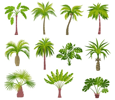 Cartoon palm trees. Exotic summer plants. Different shapes large leaves. Tropical greenery. Jungle coconut or banana. Monstera green foliage. Rainforest flora. Botanical elements. Splendid vector set
