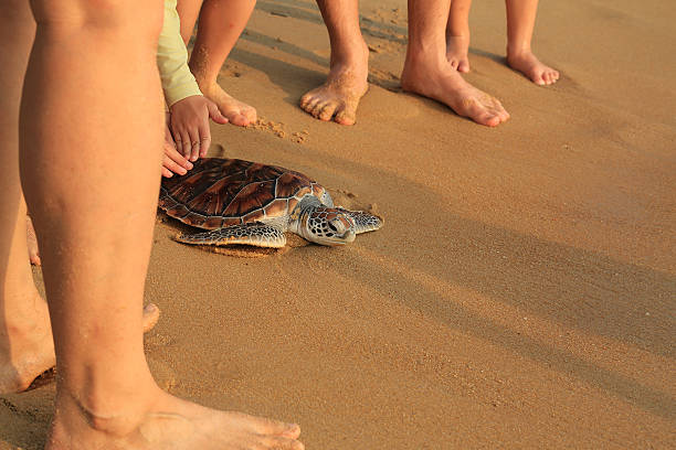 Sea turtle release. stock photo