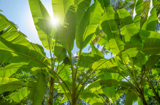 sun shining trought banana plants in the jungle of Bali, Indonesia. A small, wild banana farm beside the way.