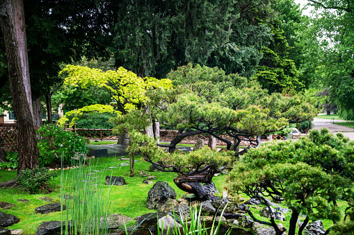 Japanese garden in Vienna:with topiary pine trees and Japanese maple  and pooland garden pathes in distance
