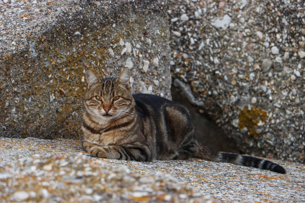 istock Stray cat on the street (Italy) 1765327712
