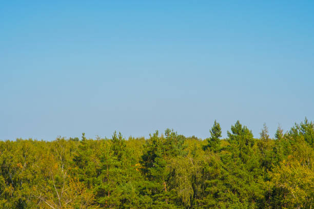 Background with sky over forest with empty space for text. Green, coniferous trees in summer.