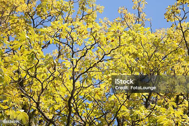 Grünes Laub 0명에 대한 스톡 사진 및 기타 이미지 - 0명, 나무, 나무줄기
