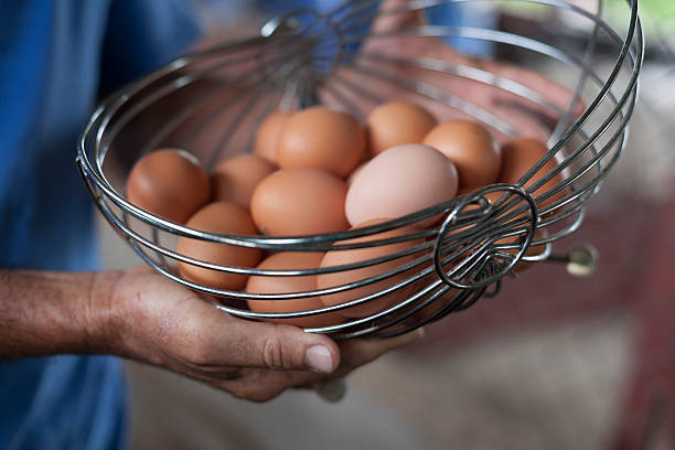 Hands holding wire basket of brown organic chicken eggs stock photo