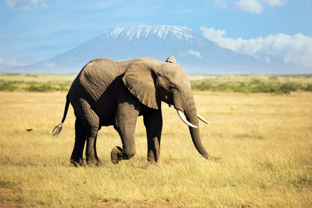 istock The elephant grazes in the savannah 1765351413