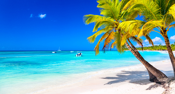 Palm trees on the caribbean tropical beach. Saona Island, Dominican Republic. Vacation travel background.