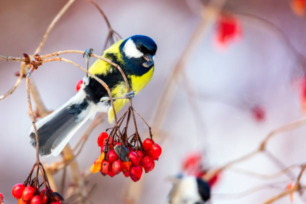 istock Chickadee on ashberry branch in winter with seed in her beak 1765358087