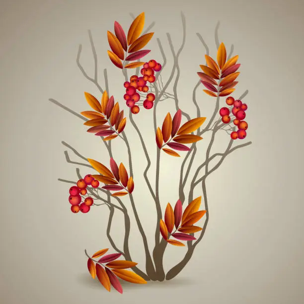 Vector illustration of Autumnal colorful red rowan branch. Vector illustration