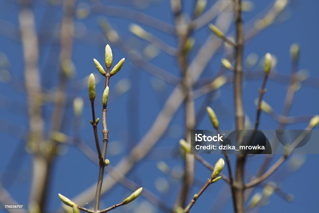 Sich auf die tree - Lizenzfrei Ast - Pflanzenbestandteil Stock-Foto