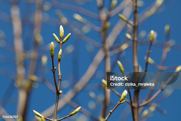 Sich Auf Die Tree Stockfoto und mehr Bilder von Ast - Pflanzenbestandteil - Ast - Pflanzenbestandteil, Aufnahme von unten, Baum