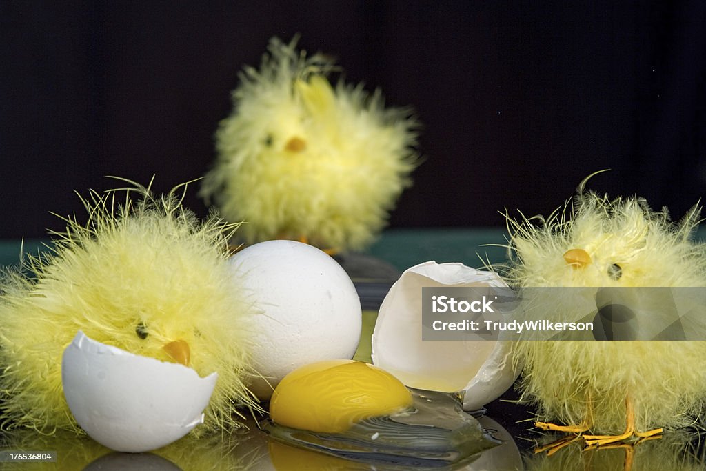 Drei Küken und gebrochen Ei - Lizenzfrei Abnehmen Stock-Foto